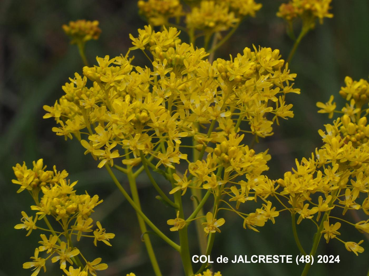 Woad flower